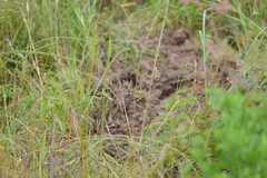 Sus scrofa domesticus