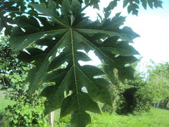 Carica papaya