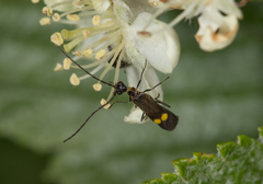 Malthodes marginatus