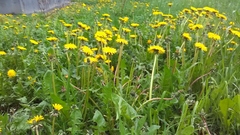 Taraxacum officinale