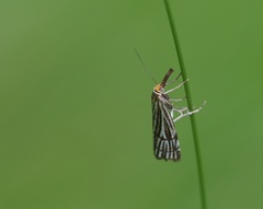 Chrysocramboides craterella