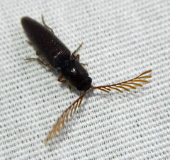 Dicrepidius palmatus