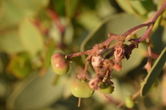 Arctostaphylos viscida viscida