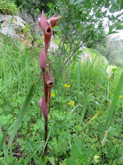 Bilamellaria