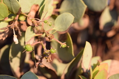 Arctostaphylos viscida viscida