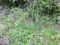 Pteridium aquilinum champlainense