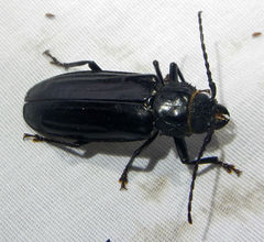 Archodontes melanopus