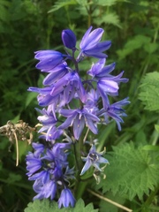 Hyacinthoides hispanica