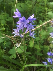 Hyacinthoides hispanica