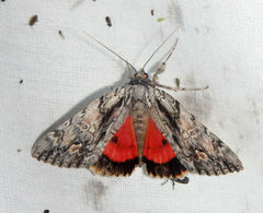 Catocala coccinata