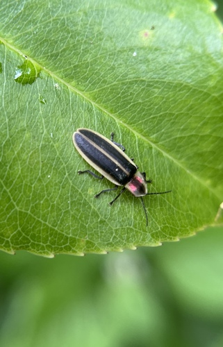 Marginal firefly