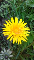 Taraxacum officinale
