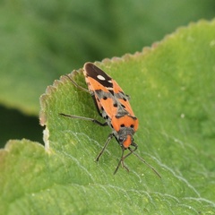 Lygaeus simulans