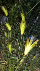 Hordeum pusillum