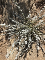 Acmispon argophyllus