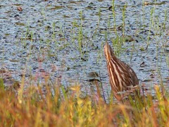 Botaurus lentiginosus