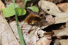 Bombylius major