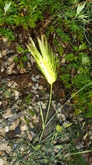 Hordeum pusillum