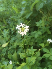 Alliaria petiolata