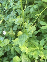 Alliaria petiolata
