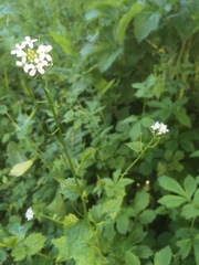Alliaria petiolata