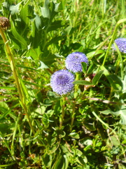 Globularia