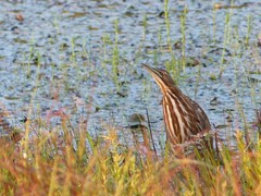 Botaurus lentiginosus