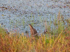 Botaurus lentiginosus