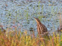 Botaurus lentiginosus