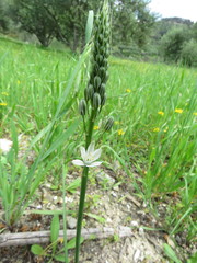 Ornithogalum narbonense