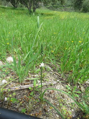 Ornithogalum narbonense