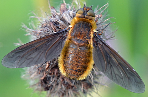 Poecilanthrax tegminipennis
