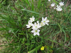 Allium subhirsutum