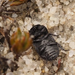 Melanimon tibiale