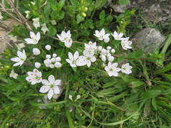 Allium subhirsutum