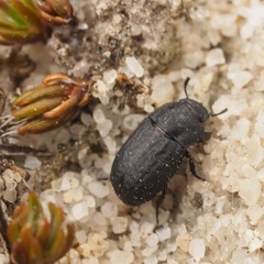 Melanimon tibiale