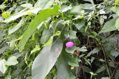 Ipomoea dumosa