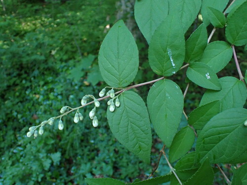 Deutzia scabra