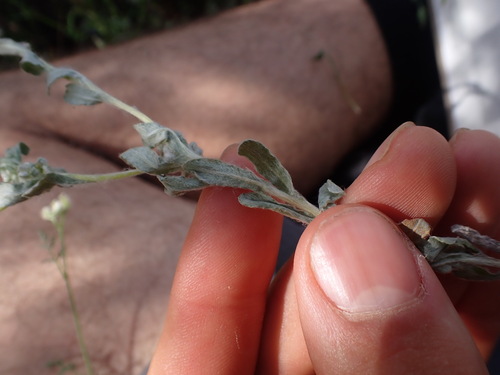 Image of Filago pyramidata by (c) Franck Cabot, some rights reserved (CC BY)