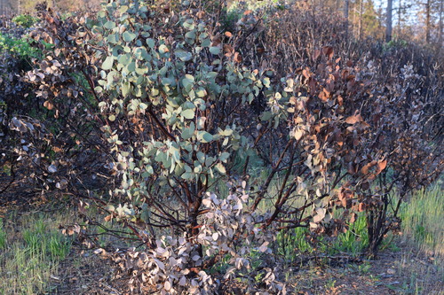 Arctostaphylos mewukka ssp. truei