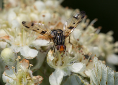 Otites porcus