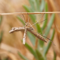 Stenoptilia