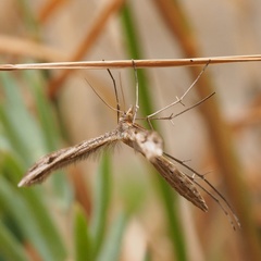 Stenoptilia