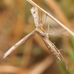 Stenoptilia
