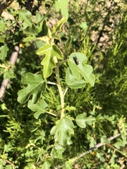 Fremontodendron californicum