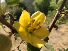 Fremontodendron californicum