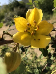 Fremontodendron californicum