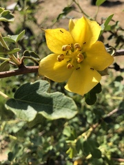 Fremontodendron californicum