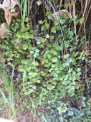 Adiantum shastense image