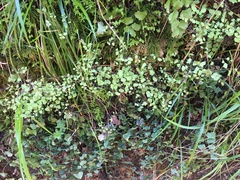 Adiantum shastense image